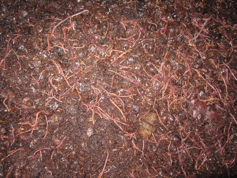 worms helping to decompose the pulp