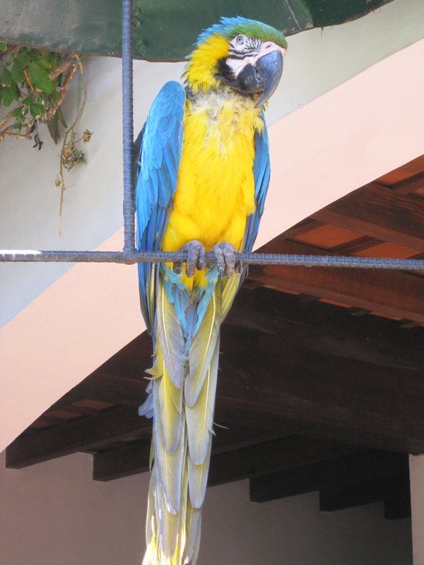 parrot inthe lobby