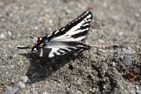 Butterfly, Sproat Lake