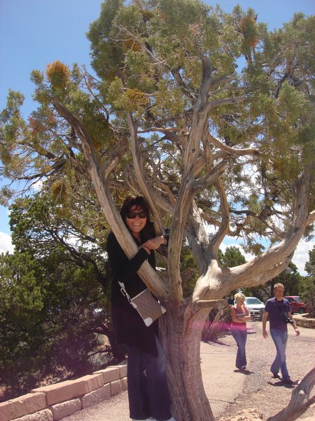 Liz climbing a tree