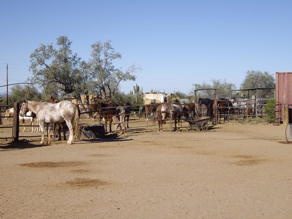 Horses kept at the ranch