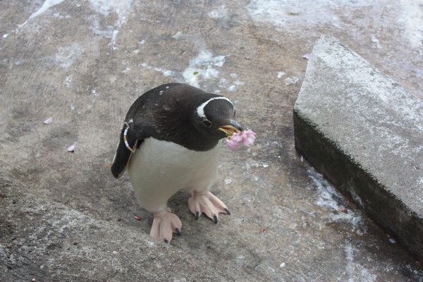 Pinguin was niet zo blij met ons bloemetje