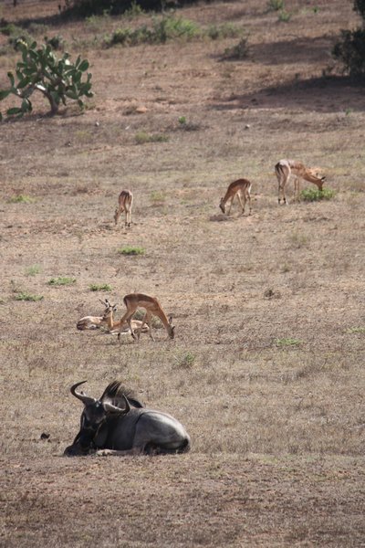 Wildebeest and antelope