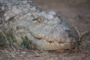 Ugly croc