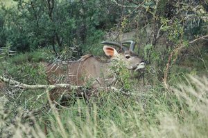 Young Male Kudu
