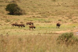 Black Wildebeest on the way to the water