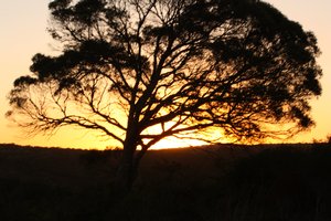 African tree sunset