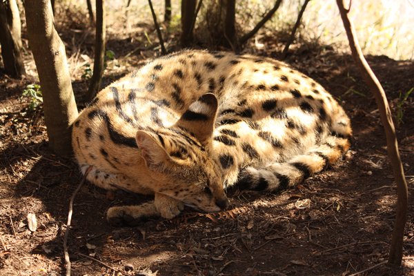 Sleeping Serval