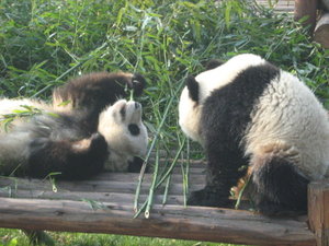 Baby panda's