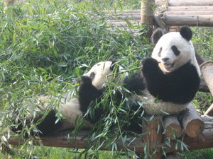 More Panda