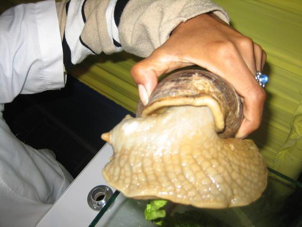 Check out the size of this snail!!