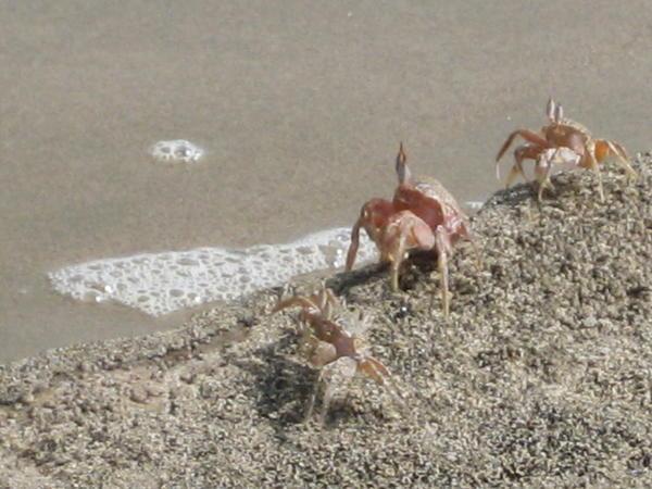 Crabs on the beach