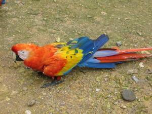 Colourful parrots at Copan Ruins