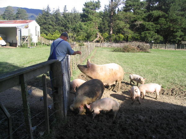 Abe Feeding The Pigs