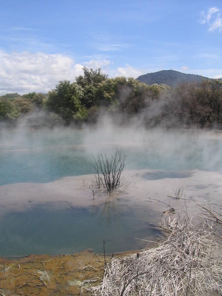 Thermal Pool in Rotorua