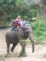 Mum on the elephant