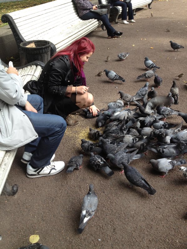 Casually Petting a Pigeon