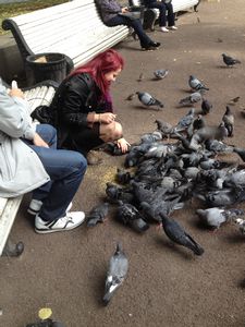 Casually Petting a Pigeon