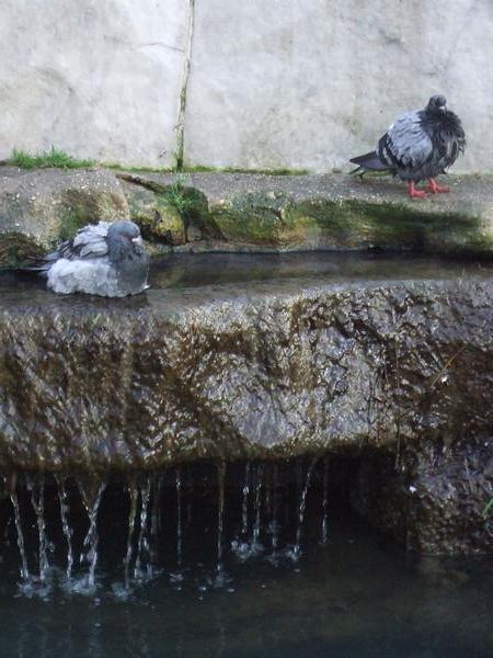 parisian birds taking a bath