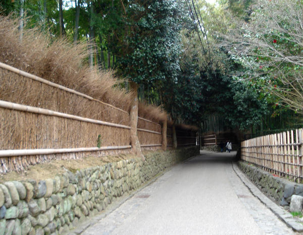 entering bamboo forest in arashiyama