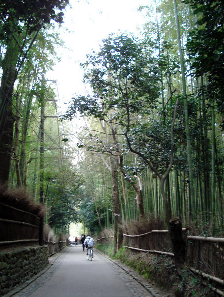 bamboo forest in arashiyama