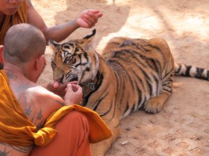 The Tiger Temple