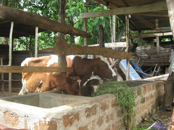 cows (2)