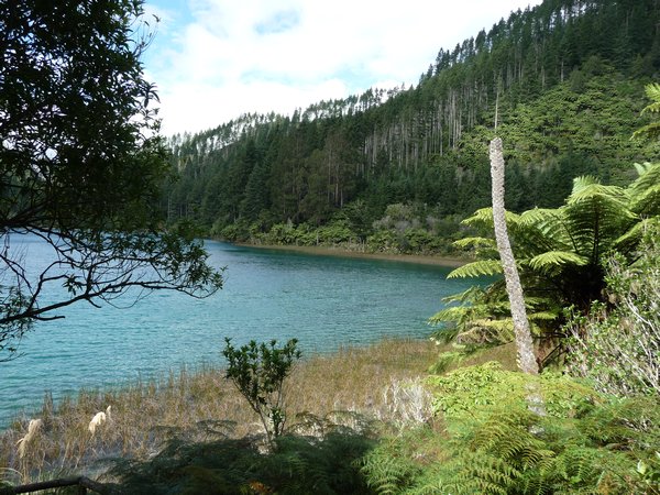 P1030081 - Blue Lake walk, Rotorua