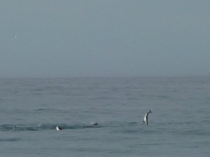 P1030968 - dolphins, Kaikoura