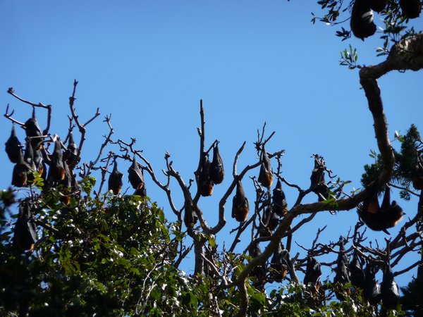 P1040013 - bats at botanical gardens