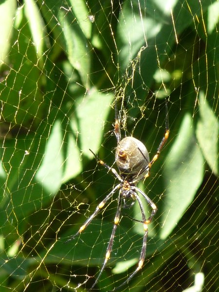 P1040021 - spider at botanical gardens