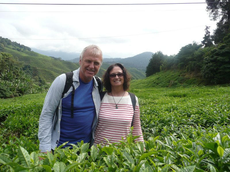 Intrepid explorers discover tea plantation