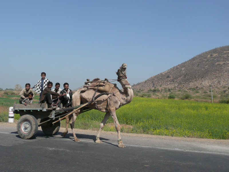  Camel transport beats the tuk tuk!