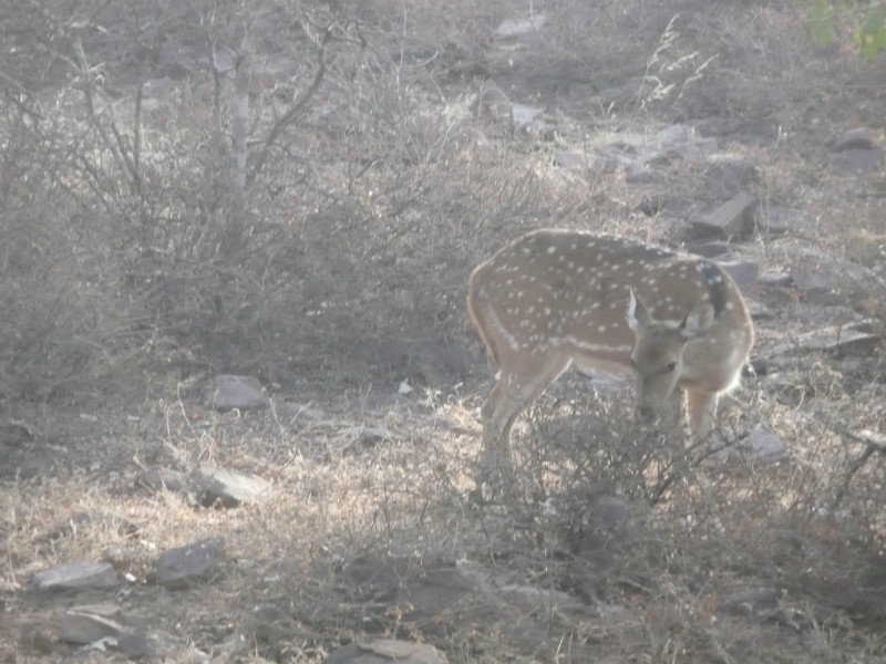  Spotted deer in Ranthambhore national park