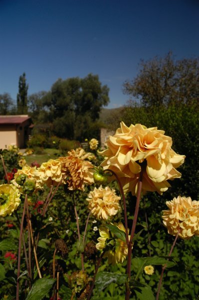 Such beautiful flowers at the estancia