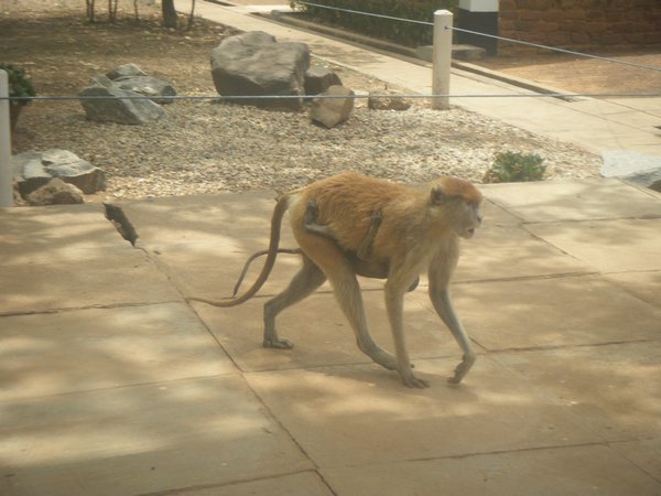 Sneaky baboons