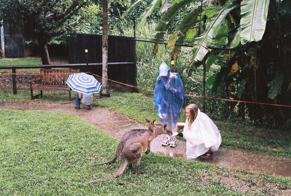 I am going to show every kangaroo photo I have because