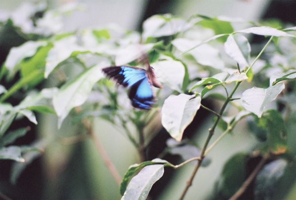 a butterfly of the tropics