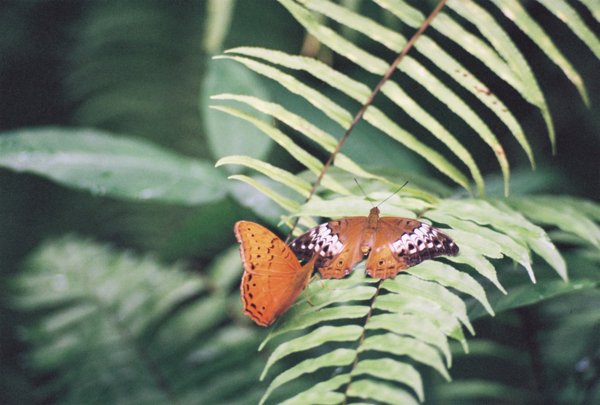 Butterflies of the tropics