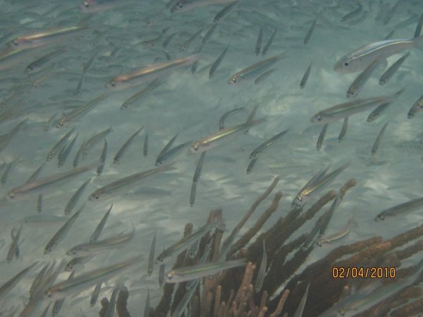 Millions of Silver Bait Fish 