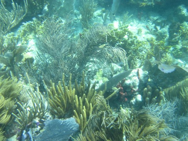 more coral