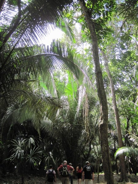 jungle canopy at Lamanai