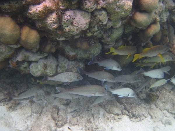 fish at caye caulker marine reserve