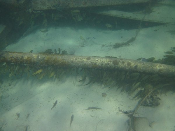 fish hanging out by underwater pipe