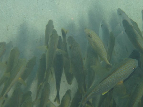 closeup of fish