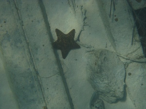 starfish at the split