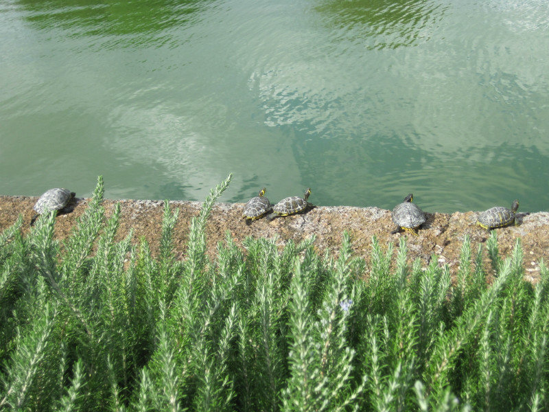 Turtles along the pool