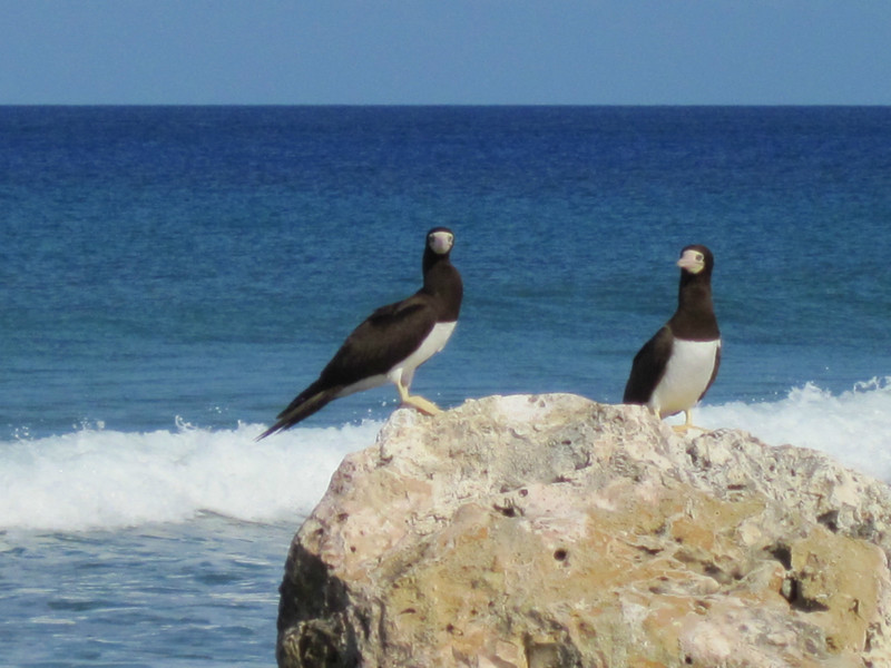 Pair of Brown Booby's