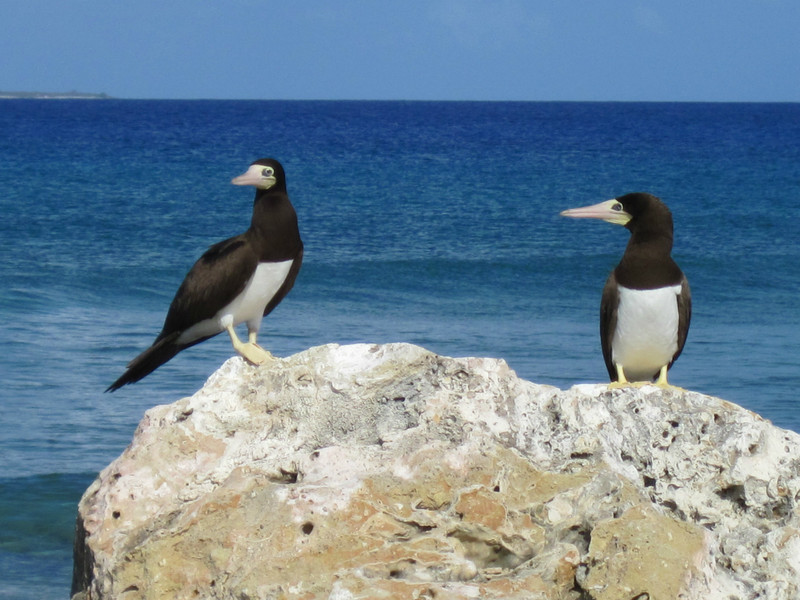 Brown Booby's