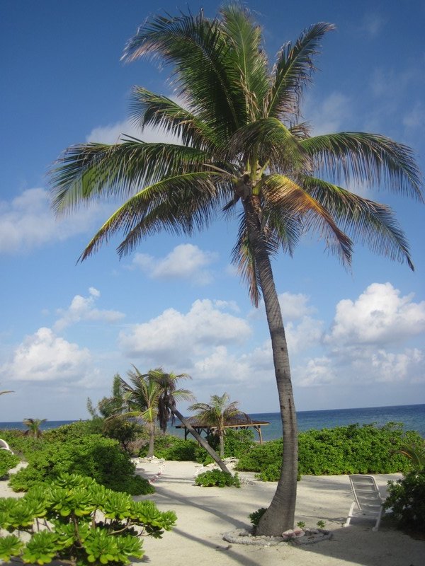 Classic coconut tree